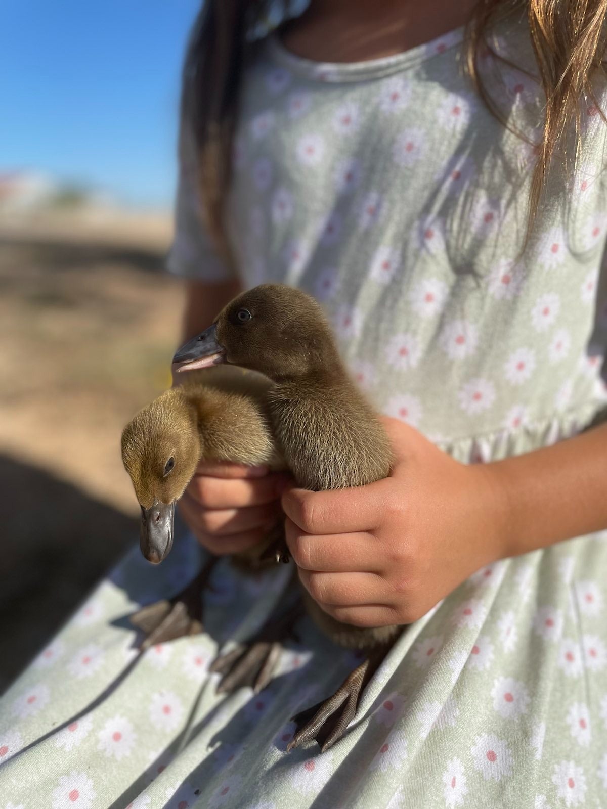 Khaki Campbell Ducklings